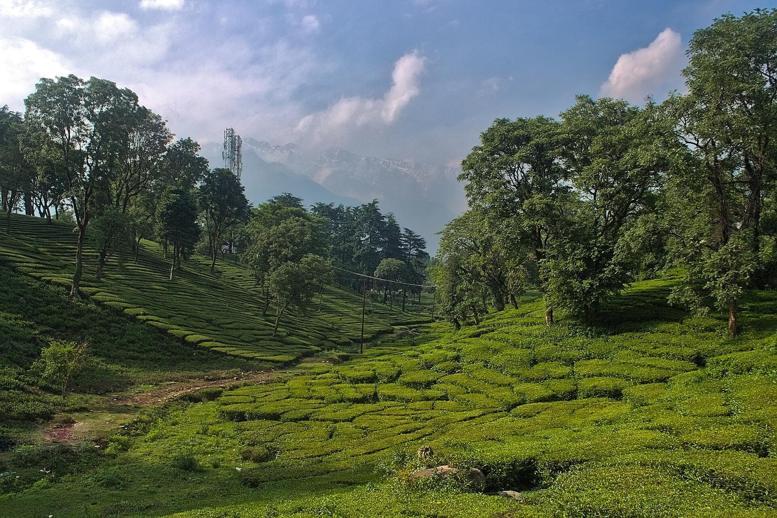 Terraced green tea bushes and trees on a tea plantation in Palampur, Kangra Valley