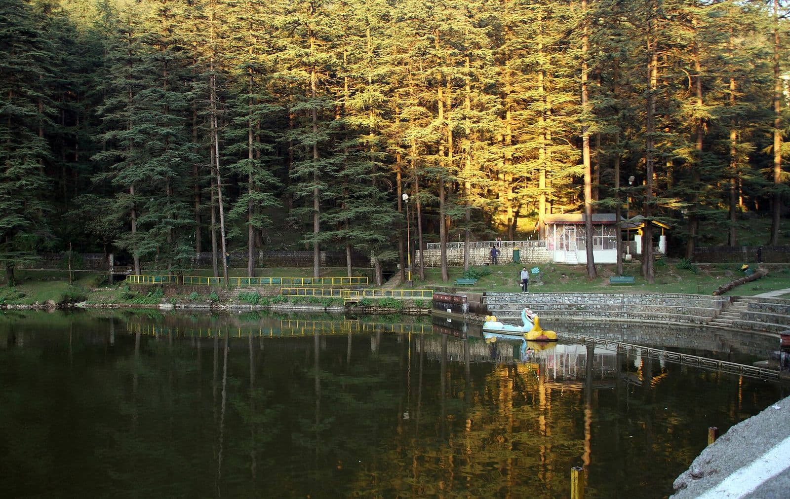 Dal Lake near McLeod Ganj ringed by tall deodar cedars lit by evening sun