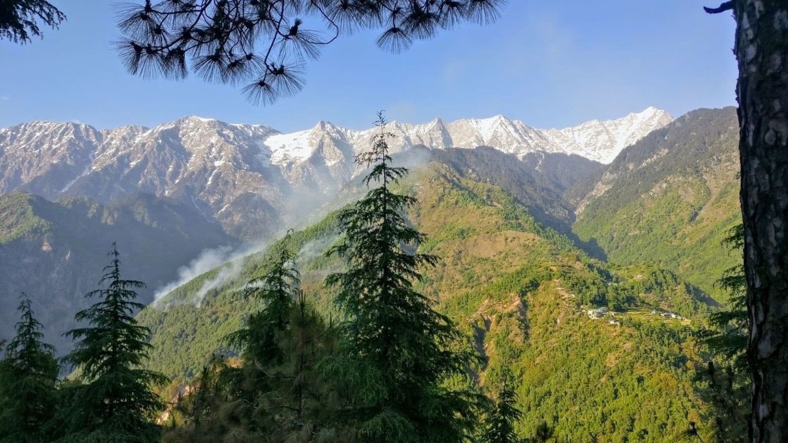 View of the snowy Dhauladhar range over pine and deodar forest from Dharamkot village above McLeod Ganj