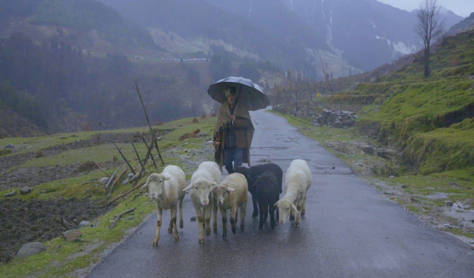 Gaddi shepherd with an umbrella walking his sheep along a mountain road in Chhota Bhangal, Kangra