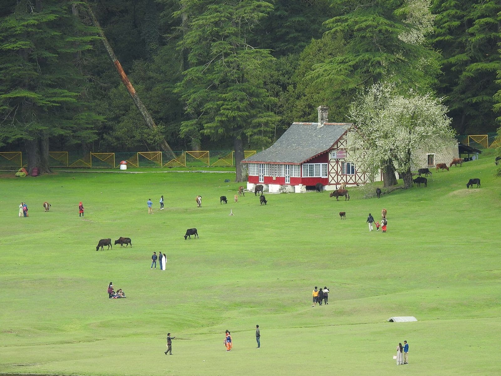 Wide green meadow at Khajjiar ringed by deodar forest, with grazing cattle, visitors and a red-and-white cottage