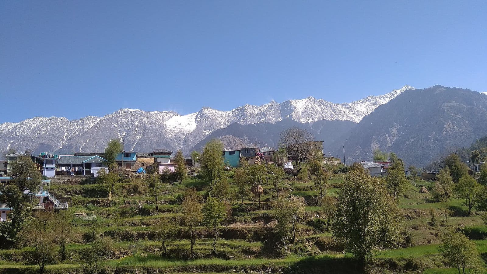 Naddi village houses and terraced fields with the snow-capped Dhauladhar range behind