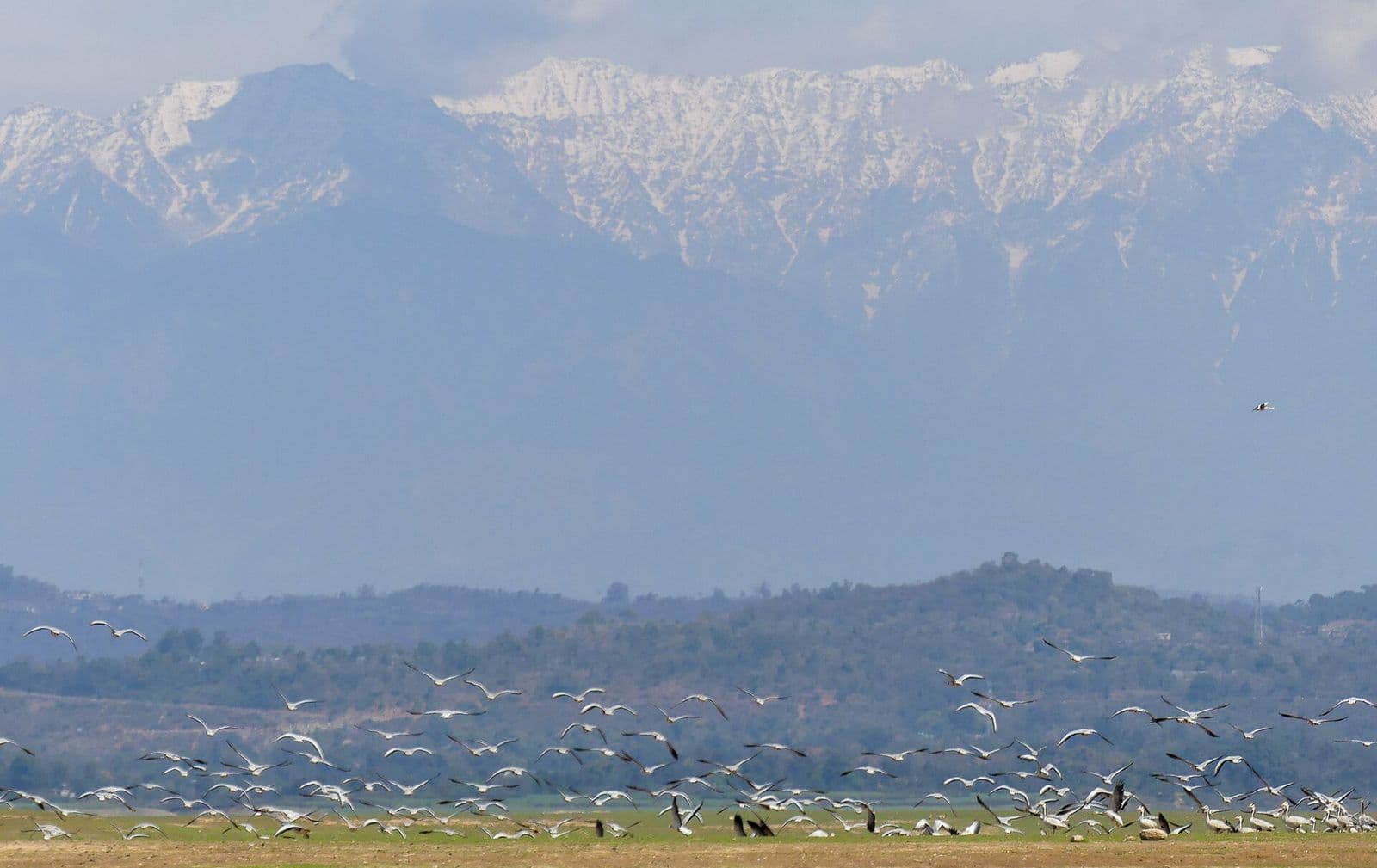 Flock of bar-headed geese taking off from the grassy lakebed at Pong Dam, with the snowy Dhauladhar range behind
