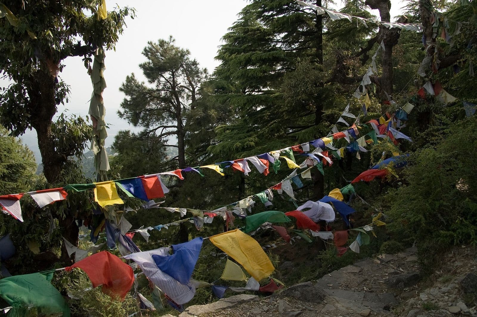 Strings of Tibetan prayer flags among cedar trees on the trail to the Tibetan Flags Temple above McLeod Ganj, Dharamshala