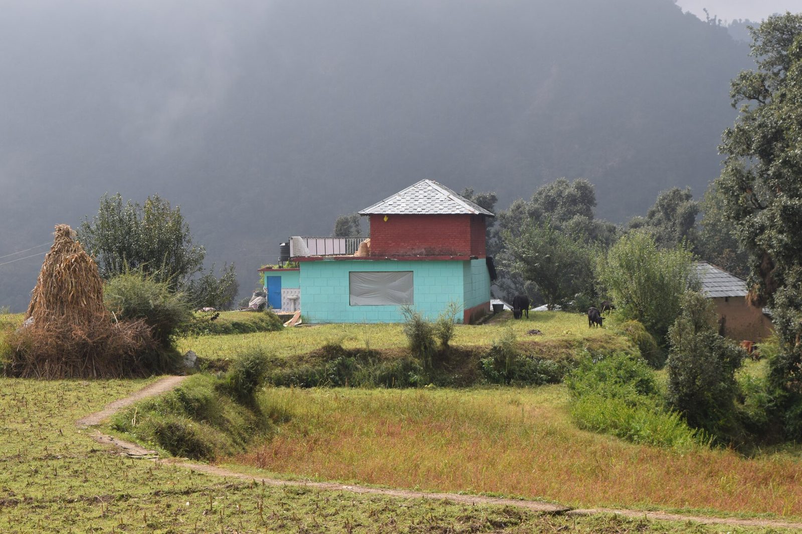 House with a pyramid-shaped grey slate roof among fields in Kareri village, Kangra district